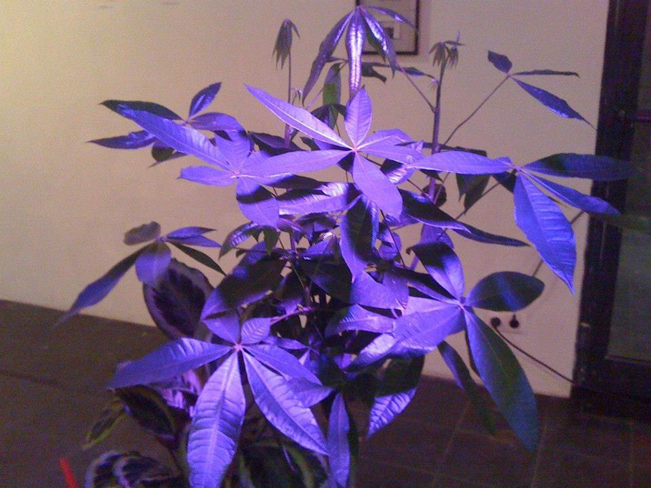 Ultraviolet plants